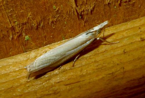 Réf. 232 675 : Crambus sp.